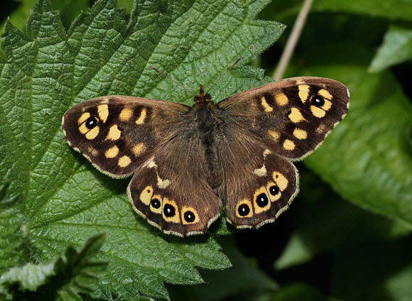 Pararge aegeria 2116-001a.jpg