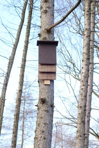 Barney and woodland Feb 2015 010