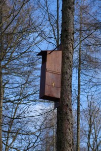 Barney and woodland Feb 2015 011