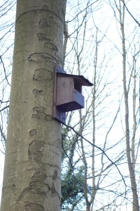 Barney and woodland Feb 2015 023