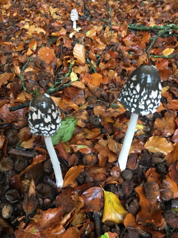 85d78807-cf2f-4894-9cfa-e2f6aee5f08b